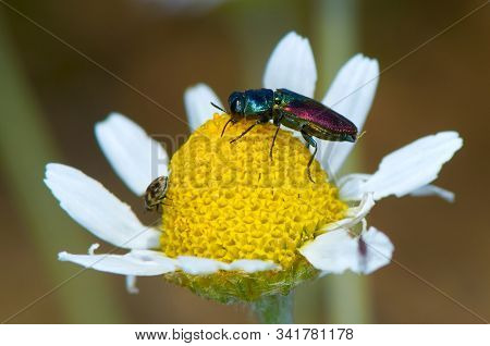 bug on flower (anthaxia bicolor)