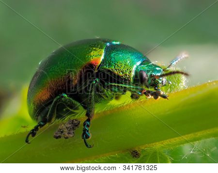 colorful bug on leaf (cryptocephalus sericeus)