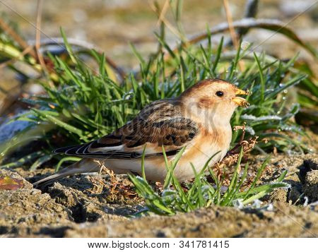 Snow Bunting (Plectrophenax nivalis) male in winter plumage