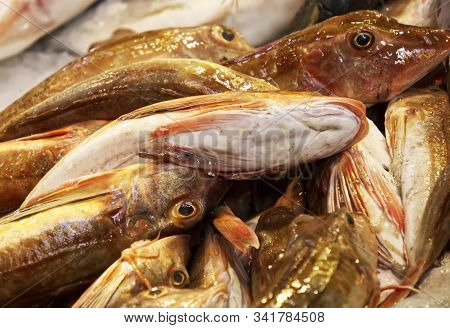 Gallinelle In A Fish Shop In Bologna, Italy