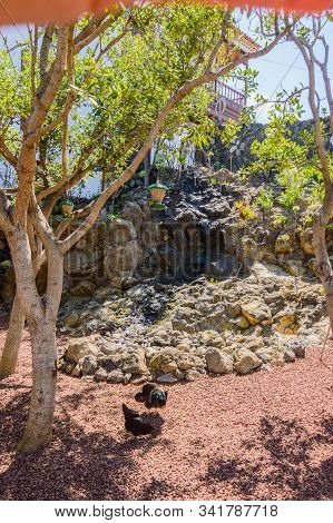 Chickens Pecking The Volcanic Land In A Square In The Center Of Icod De Los Vinos. April 14, 2019. I
