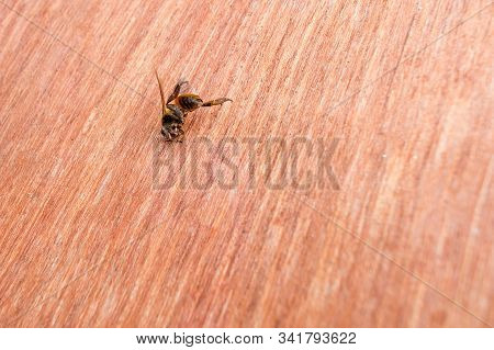 Indian Honey Bee Dead Body