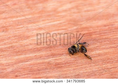 Indian Honey Bee Dead Body