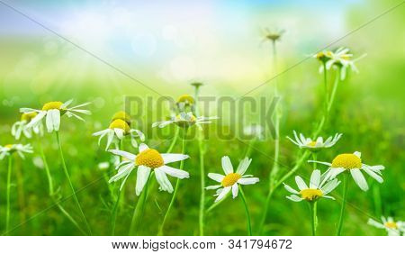 Green meadow with wild flowers in strong sunlight. Wild chamomile, matricaria chamomilla, Nature background. Spring landscape. 
