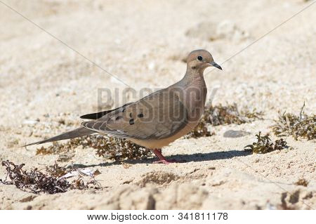 American Mourning Dove, Zenaida Macroura On The Beach