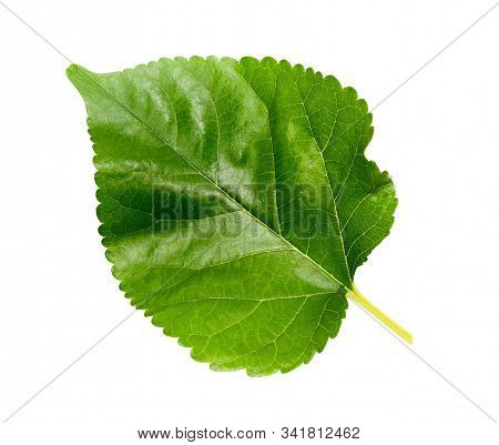 One Mulberry Leaf On A White Background