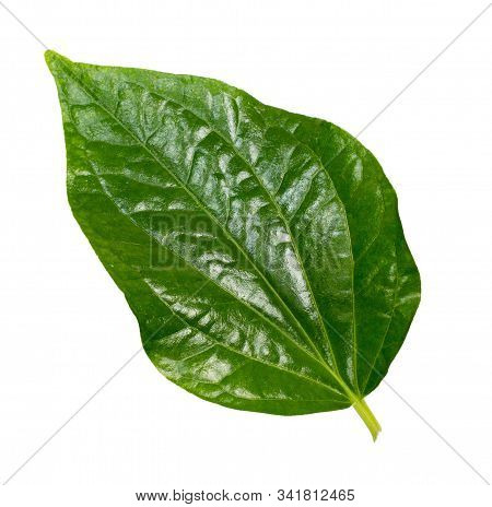 One Betel Leaf On A White Background