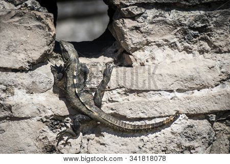 Black Iguana Near Mayan Ruins In Mexico.