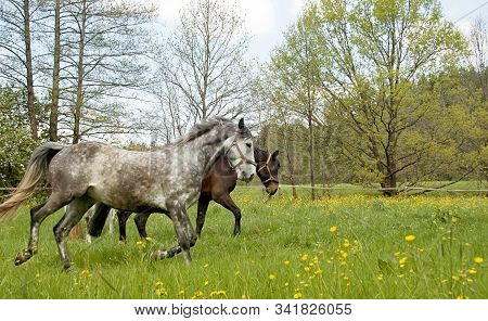 Horses Galloping On The Meadow. Horse Run Free In Field With Lots Of Yellow Flowers