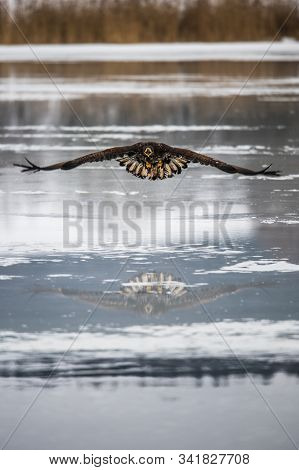 Adult White-tailed Eagle In Flight. Blue Sky Background. Scientific Name: Haliaeetus Albicilla, Also