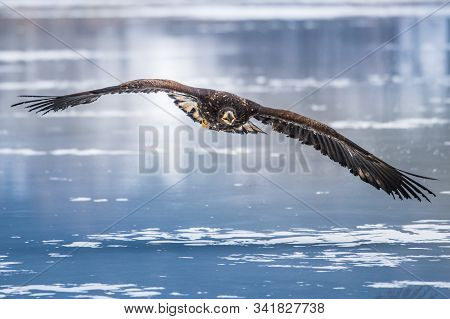 Adult White-tailed Eagle In Flight. Blue Sky Background. Scientific Name: Haliaeetus Albicilla, Also