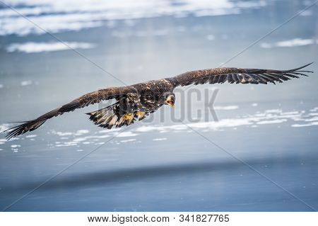 Adult White-tailed Eagle In Flight. Blue Sky Background. Scientific Name: Haliaeetus Albicilla, Also