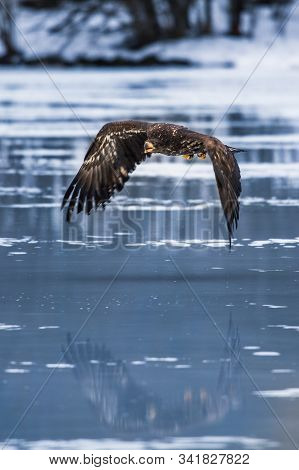 Adult White-tailed Eagle In Flight. Blue Sky Background. Scientific Name: Haliaeetus Albicilla, Also
