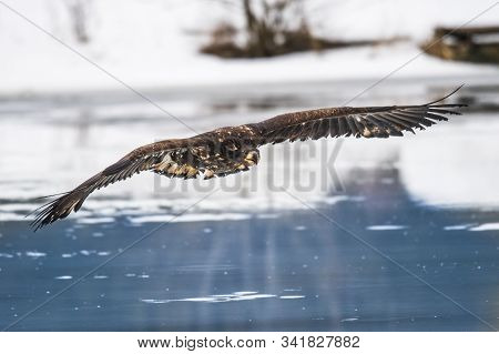 Adult White-tailed Eagle In Flight. Blue Sky Background. Scientific Name: Haliaeetus Albicilla, Also