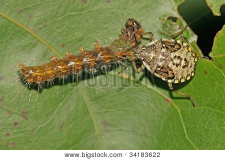 Stinkbug