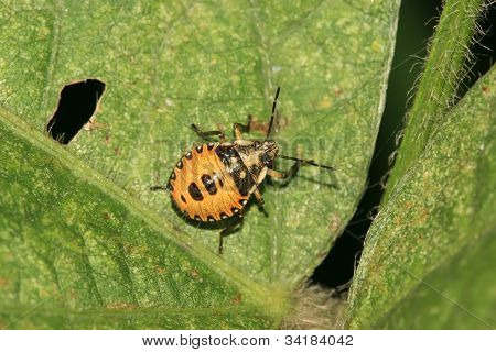 Stinkbug