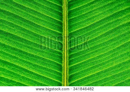 Close Up Of Detail Line On Green Sheets Of Elastic Ficus For Texture Background.