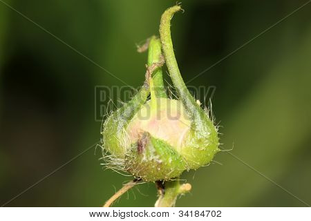 Frugt