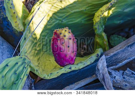 Prickly Pear, Prickly Pear Cactus Fruit, Deep Red With Green Stalks In The Background.