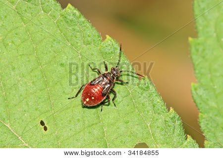 Stinkbug