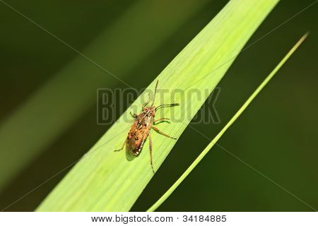 Stinkbug