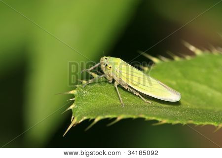 Leafhopper