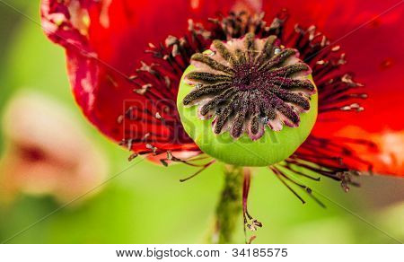 Papaver