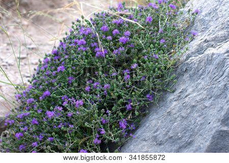 Mediterrenean Thyme Also Known As Thymbra Capitata. Spicy Flavoring For Meal. Aromatic Seasoning Coo