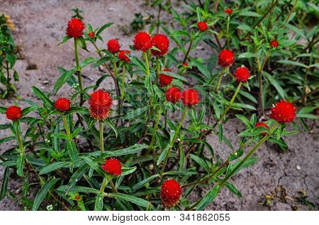 Blooming Red Flowers Of Globe Amaranth Flower, Gomphrena Audray During The Summer