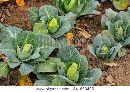 Cabbage - Brassica Oleracea L. Var. Capitata L.