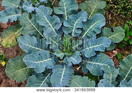 Cabbage - Brassica Oleracea L. Var. Capitata L.