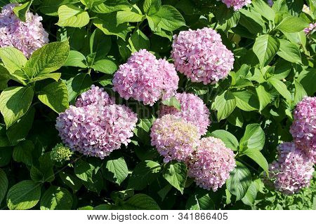 Densely Planted Hydrangea Or Hortensia Flowering Garden Shrub With Bunches Of Small Pink Flowers Wit