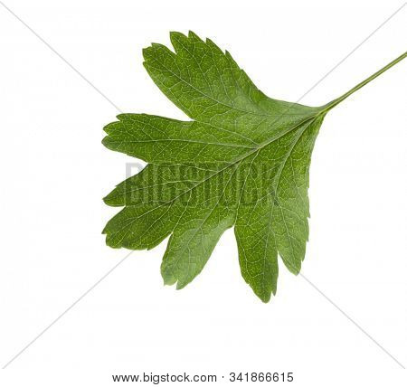 Fresh green leaf of Hawthorn (May-tree)  isolated on white background.