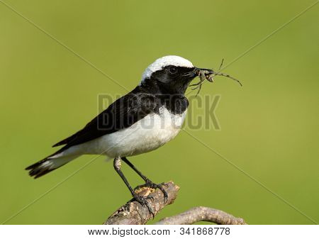 The pied wheatear (Oenanthe pleschanka) in natural habitat - male