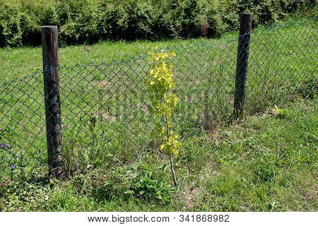 Ginkgo Or Ginkgo Biloba Or Gingko Or Maidenhair Tree Small Plant With Fan Shaped With Veins Radiatin