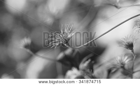 Dried Clematis Flower Black And White Photo.
Monochrome.