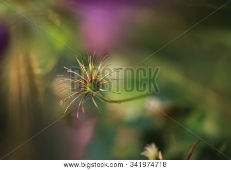 Art Photo Of A Dried Clematis Flower On A Polichrome Blurred  Background.
Natural Abstraction
