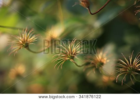 Art Photo Of A Dried Clematis Flower On A Polichrome Blurred  Background. Natural Abstraction