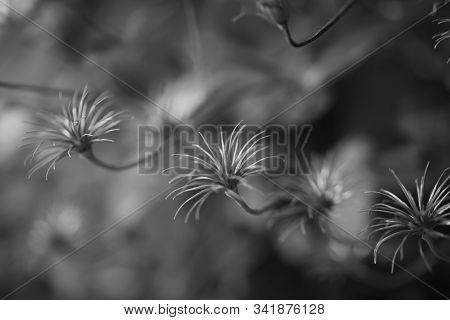 Art Photo Of A Dried Clematis Flower On A Polichrome Blurred  Background. Natural Abstraction