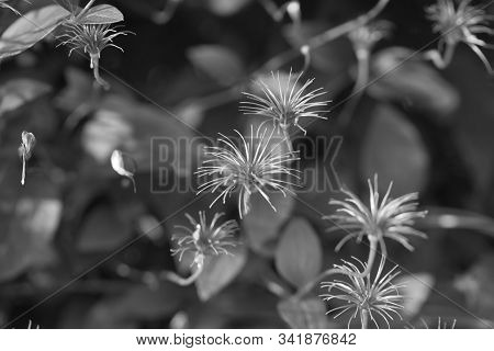 Dried Clematis Flower Black And White Photo.
Monochrome.