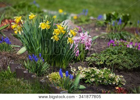 Nice Flower Composition In The Spring Flowerbed