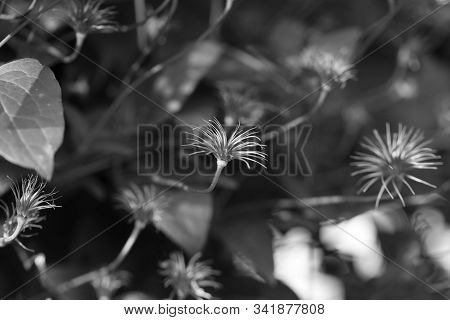 Dried Clematis Flower Black And White Photo.
Monochrome.