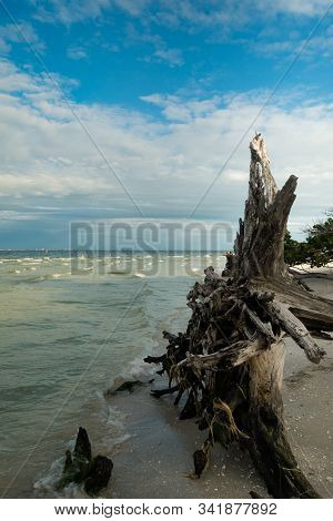 Dead Driftwood Tree On Beautiful Sanibel Island Shell Beach, Florida. Daytime Shot With Ocean, Blue 
