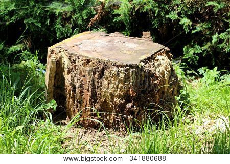 Rectangle Looking Tree Stump Left From Tall Old Tree Destroyed With Termites Left In Local Public Pa