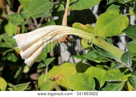Side View Of Field Bindweed Or Convolvulus Arvensis Or European Bindweed Or Creeping Jenny Or Posses