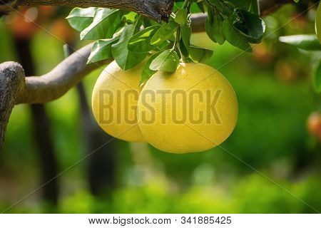 Ripe Pomelo Fruits Hang On The Trees In The Citrus Garden. Harvest Of Tropical Pomelo In Orchard. Po