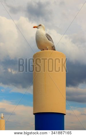 A Seagull Is Perched On A Metal Bollard