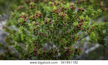 Green Shrub With Little Red Flowers. Wild Patagonian Flora. Background Out Of Focus. Macro Shot