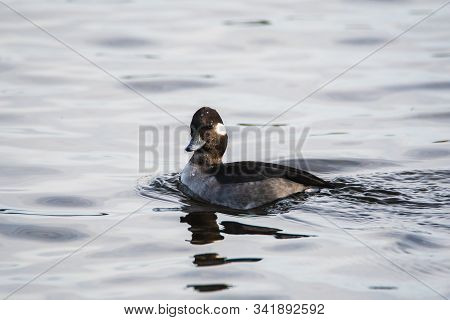 A Picture Of A Female Bufflehead Swimming In A Lake.   Vancouver Bc Canada