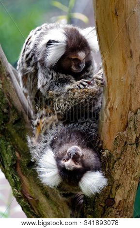 Pair Of Common Marmosets (callithrix Jacchus)